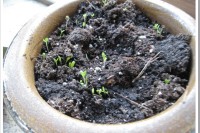 Sprouts ‘n Sun IMG_0270