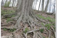 Back To My Roots IMG_0311