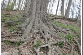 IMG_0311