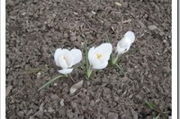 Spring Has Sprung, IMG_9051
