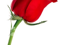 ist2_2609253-single-red-rose