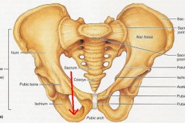 Finally. pelvic2520girdleb
