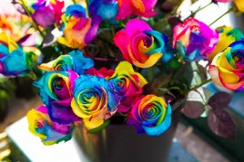 St. Jacob’s Farmer’s Market, Fresh Restaurant, and Other Fun st jacob's farmers market-4428