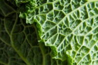 Ramblings + A Trio of Cookbooks Giveaway Winner! cabbage-1738