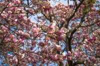 Healthy. Happy. Life. Veggie Girl Power Interview! spring-3136