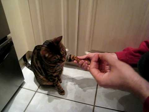 Bengal cat shakes for a treat