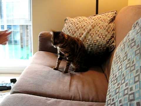 Bengal cat sits for a treat
