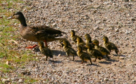 mother-duck-and-ducklings2d