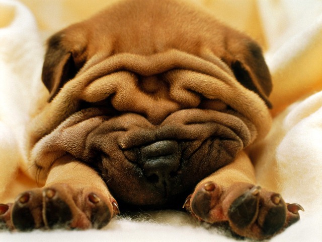 shar_pei_1600x1200