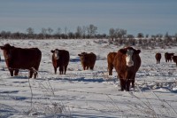 Project Food Blog #9: The Coup: Breaking Ground in Cowtown IMG_3871