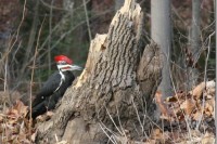 Peckers & Playlists IMG_6788