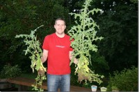 Bad Weed IMG_7967