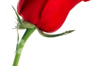 What’s New In Health ist2_2609253-single-red-rose