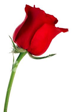 ist2_2609253-single-red-rose