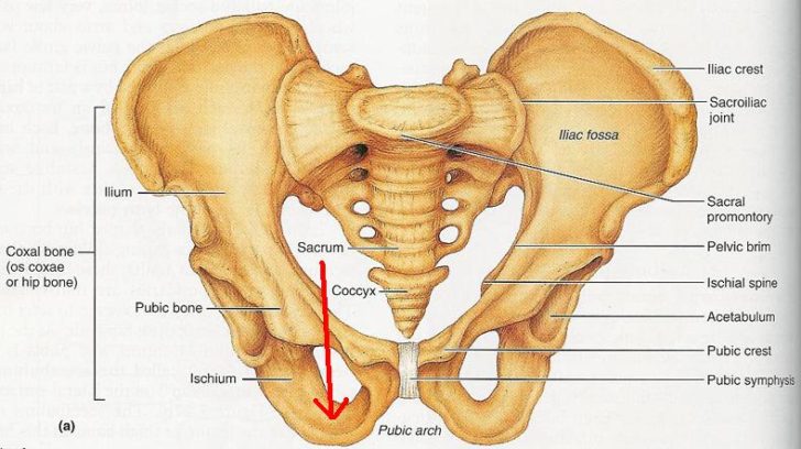 pelvic2520girdleb