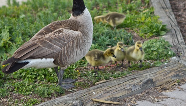 babygeese