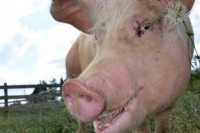 What Did U Do? Farm_Sanctuary