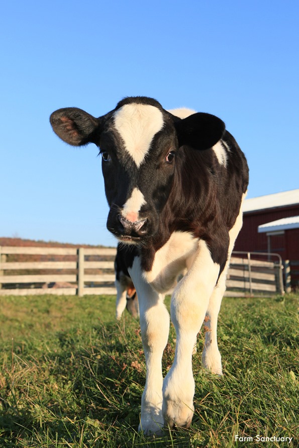 10 Super Sweet Farm Animals You Can Adopt for the Holidays – Oh She Glows