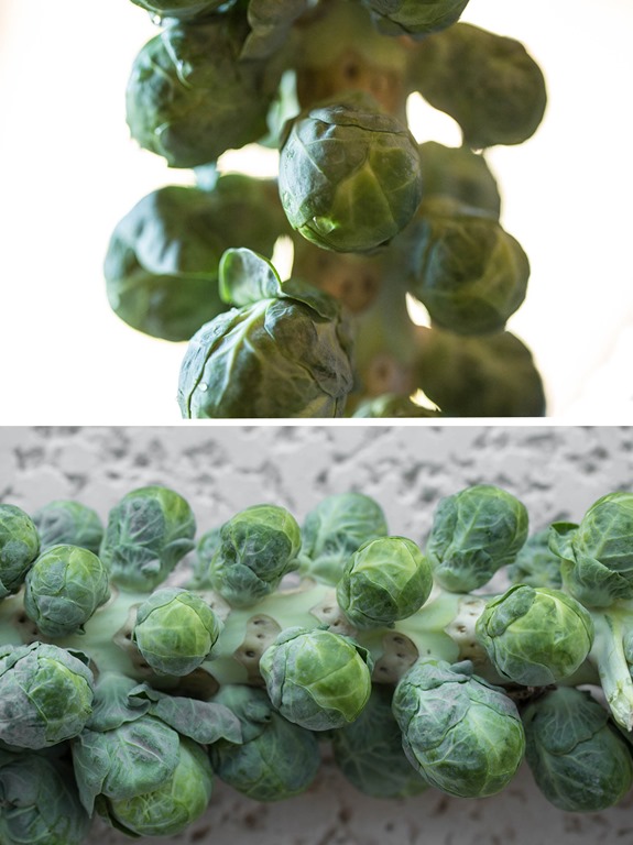 brusselssprouts2